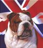 british bulldog