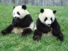 panda pair